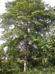 Terminalia superba (White Afara)